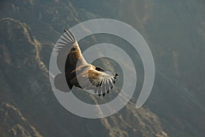 Andean Condor photo