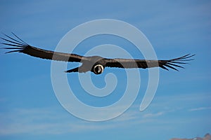 Andean Condor photo