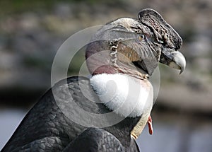 Andean Condor photo