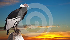 Andean condor against sunset sky background photo