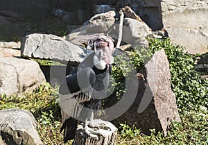 An andean condor in an aviary sits on a stump