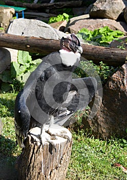 Andean Condor bird American vulture of the Andes mountains, South America