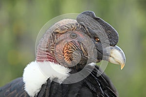 Andean condor photo