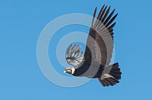 Andean Condor in Flight