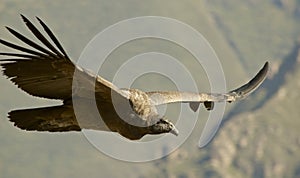 Andean condor in flight photo