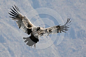 Andean condor flying in the Colca Canyon Arequipa.