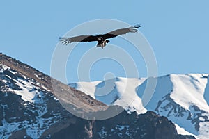 Andean condor flying in the Colca Canyon Arequipa Peru