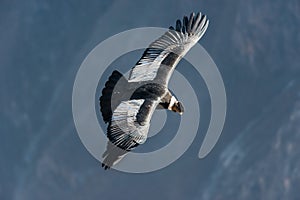 Andean condor flying in the Colca Canyon Arequipa Peru photo