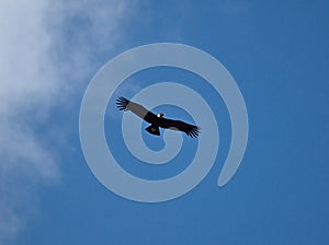 Andean condor flying over the Cerro Blanco reserve, Cordoba, Argentina