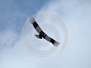 Andean condor flying over the Cerro Blanco reserve, Cordoba, Argentina