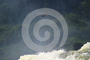 Andean condor flying over the powerful Iguazu waterfall in Argentina, South America
