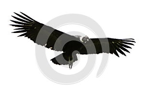 Andean Condor Isolated