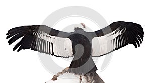 Andean condor. Isolated over white photo