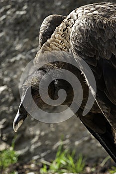 The Andean Condor, the king of the Andes Mountains, the largest flying bird in Latin America, of the whole world