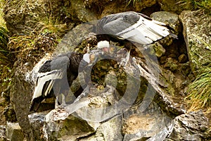 Andean Condor Pair