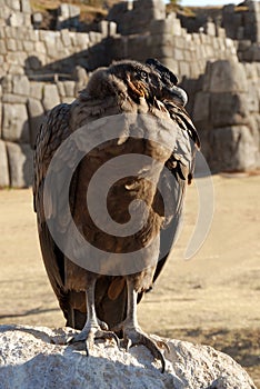 Andean Condor in Sacsayhuaman