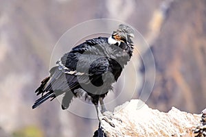 Andean Condor sitting at Mirador Cruz del Condor in Colca Canyon