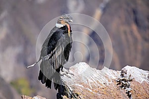 Andean Condor sitting at Mirador Cruz del Condor in Colca Canyon