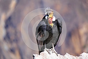 Andean Condor sitting at Mirador Cruz del Condor in Colca Canyon photo