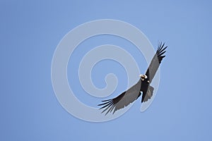 Andean condor soaring and blue sky