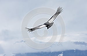 Andean Condor soars over Bariloche, Argentina photo