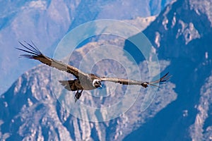 An Andean condor soars over Peru\'s Colca Canyon