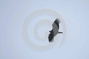 The Andean condor is a species of bird in the Cathartidae family.