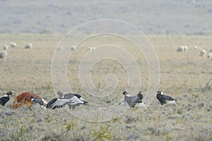 The Andean condor is a species of bird in the Cathartidae family.