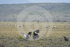 The Andean condor is a species of bird in the Cathartidae family.