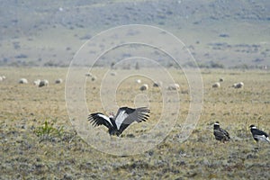 The Andean condor is a species of bird in the Cathartidae family.