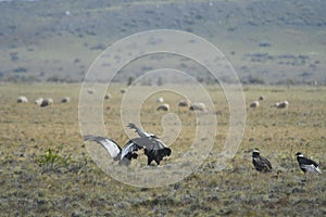 The Andean condor is a species of bird in the Cathartidae family.