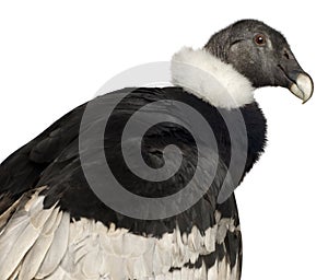 Andean Condor - Vultur gryphus (15 years) photo