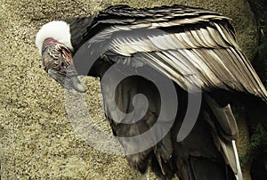 Andean condor Vultur gryphus