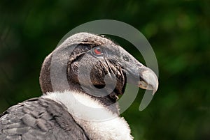 The Andean condor Vultur gryphus