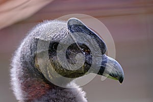 Andean Condor Vultur gryphus