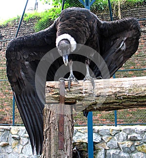 Andean condor (Vultur gryphus)