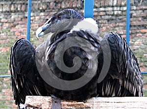 Andean condor (Vultur gryphus)