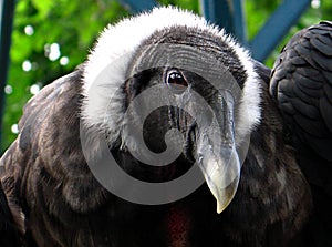 Andean condor (Vultur gryphus)
