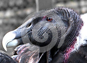 Andean condor (Vultur gryphus)