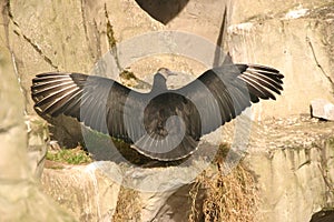 Andean Condor - Vultur gryphus photo