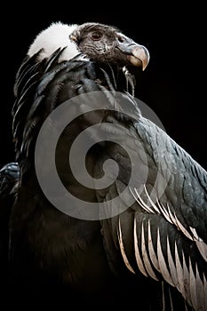 The Andean Condor (Vultur gryphus)