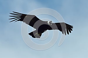 Andean Condor (Vultur gryphus)