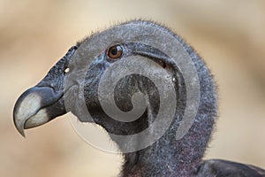 Andean condor (Vultur gryphus).