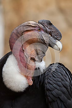 Andean condor (Vultur gryphus).