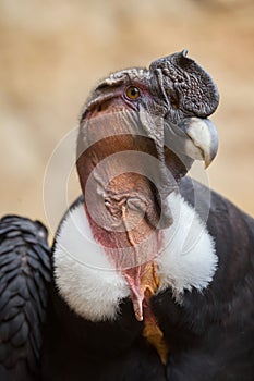 Andean condor (Vultur gryphus).