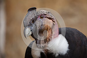 Andean condor Vultur gryphus.