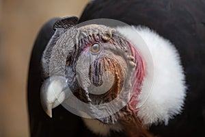 Andean condor Vultur gryphus.