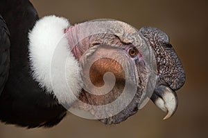 Andean condor Vultur gryphus.
