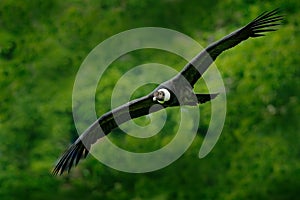 Andean condor, Vultur gryphus, big birds of prey flying above the mountain. Vulture in the stone. Bird in the nature habitat, Peru photo