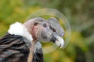 Andean Condor (Vultur gryphus) close-up portrait photo